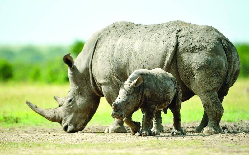 KWS: No rhino was poached in 2020