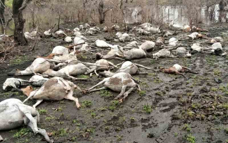 dead farm animals