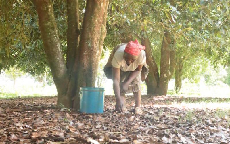 Macadamia farmers count losses as prices drop