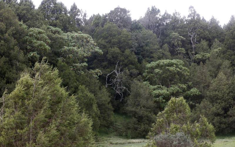 Make our post Covid-19 ‘green’ and prosperous