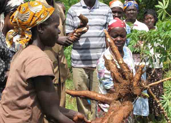 Modified maize and cassava seeds to improve food security now in the market