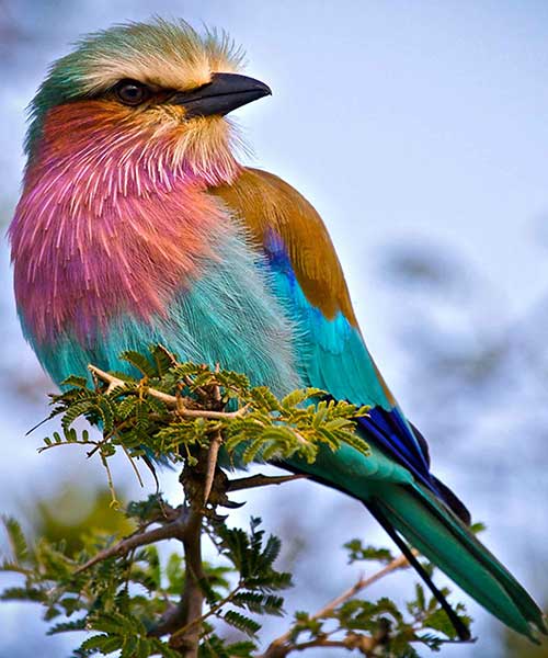 did-you-know-kenya-has-a-national-bird-travelog