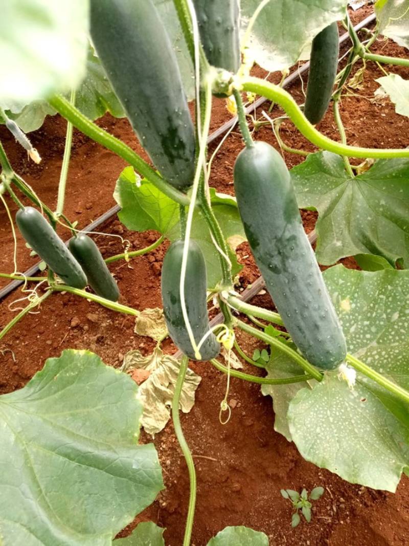 Reap big from cucumbers FarmKenya Initiative