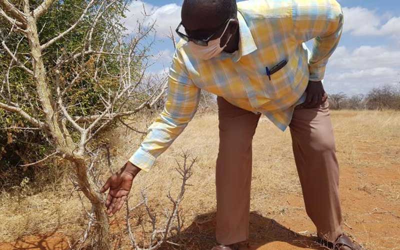 Pastoralists bask in sweet smell of profits from gum, resin trade