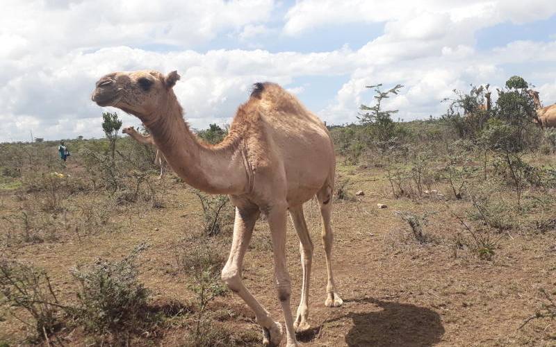 Pastoralists offload their livestock to avert more losses from dry spell