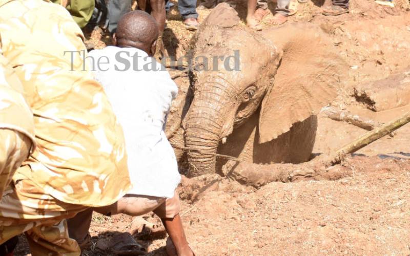 After three elephants got stuck in a mud pit...