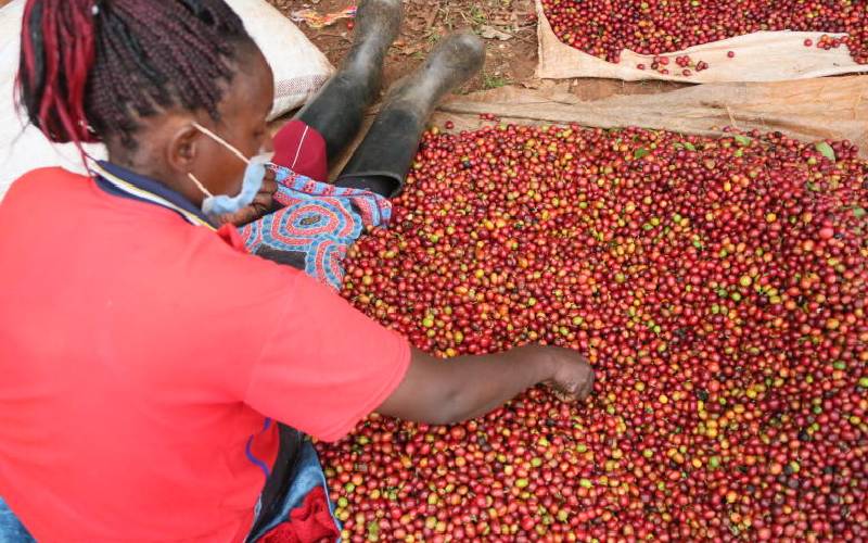Relief for farmers after getting nod to sell their coffee without brokers