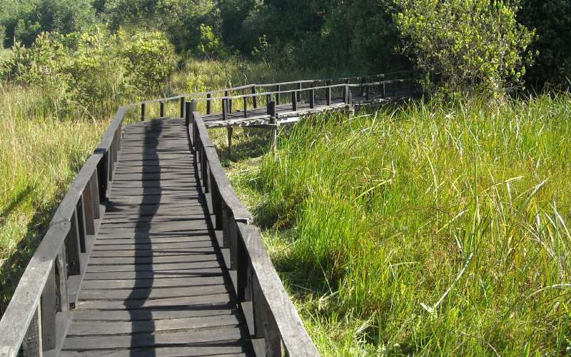 Residents on 12 kilometres walk to advocate Saiwa wetland conservation
