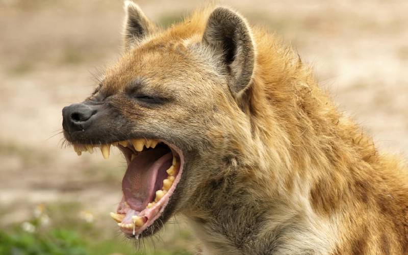 Residents plead for State protection as two killed by hyenas 