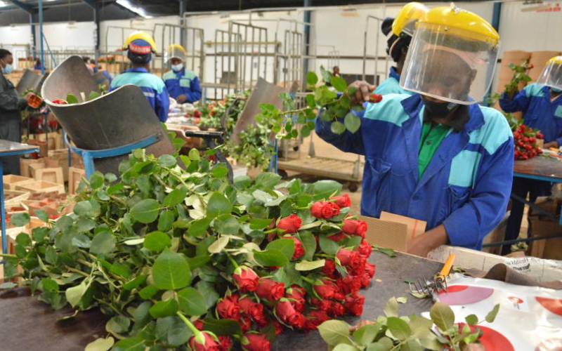 Workers from Naivasha based Maridadi flower farm prepare roses for export ahead of Valentine Day when demand for the flowers is at its highest. Picture By Antony Gitonga 