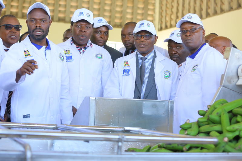 Sh158m banana factory starts making flour, boosts economy