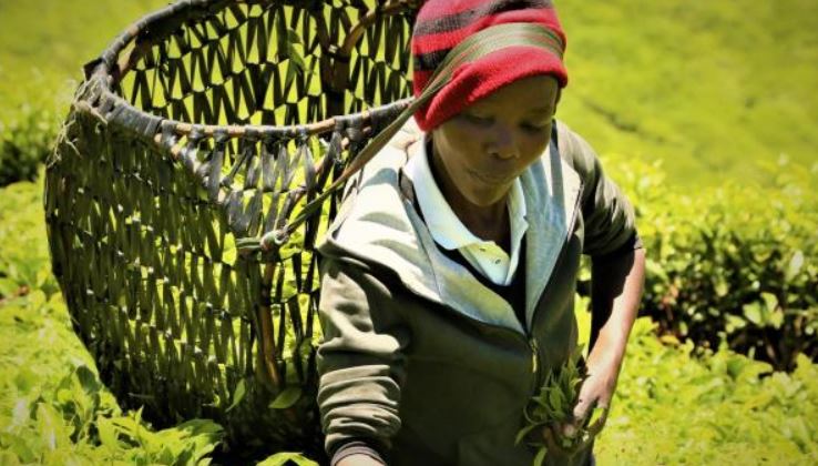 Small holder tea farmers to lose over 700m to new tax