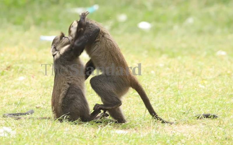 Monkey fight!