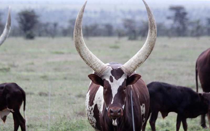 Study shows African cattle's unique traits