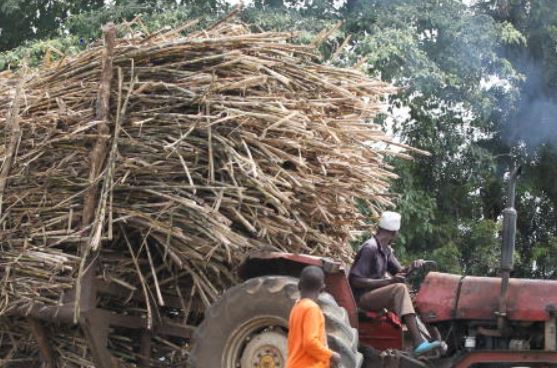 Sugar subsector continues to shrink