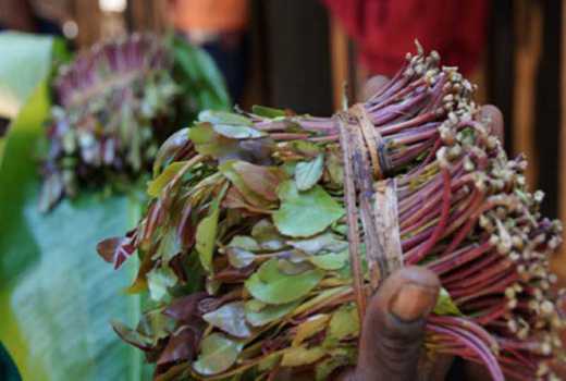  Miraa kills Lamu youths dream of joining military forces