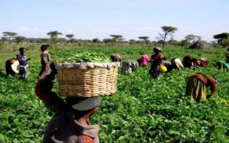 Boost agriculture, tourism to reduce Kenya’s unproductive debt