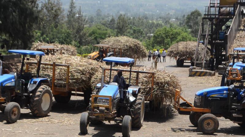 Cane farmers turn to other crops as industry woes deepen