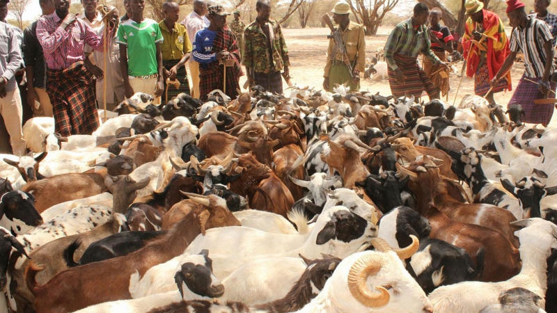 Cereal prices down as pastoralist counties lifted by livestock boom