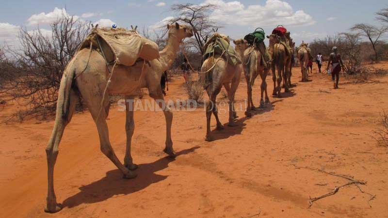 Counties on high alert as Rift Valley Fever kills 13
