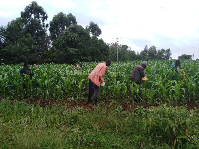 EACC clears 12 individuals caught up in maize scandal