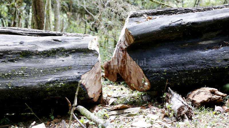 Extend logging ban to protect endangered indigenous forests