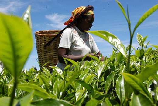 Kenya must innovate to safeguard her place in global tea market