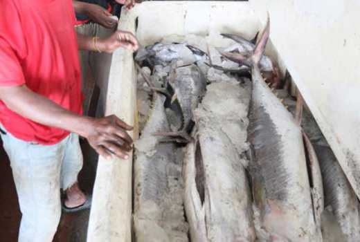 Kilifi fishmongers defend Pemba and Zanzibari fishermen