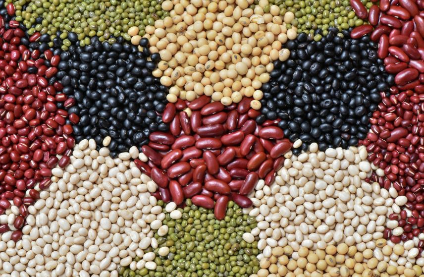 Legumes offer hope for food security, poverty eradication