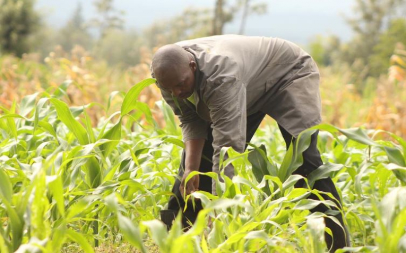 Maize farmers setting the pace