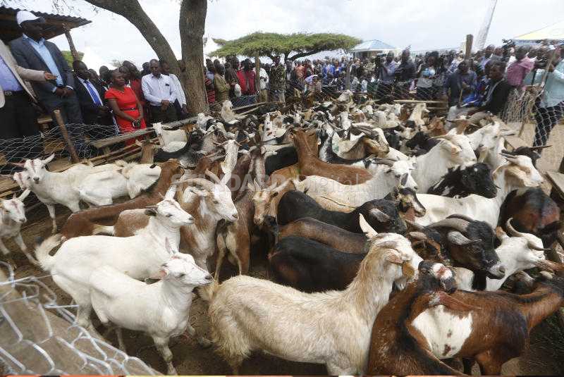 Meru residents want Sh374m compensation for stolen livestock