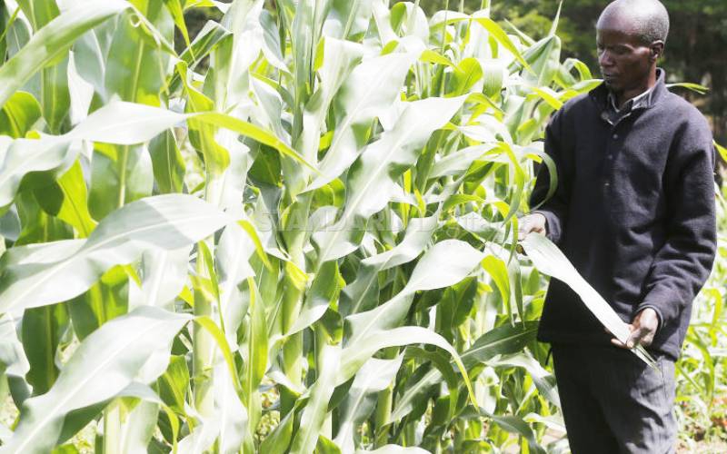 Migori farmers want State to buy local maize