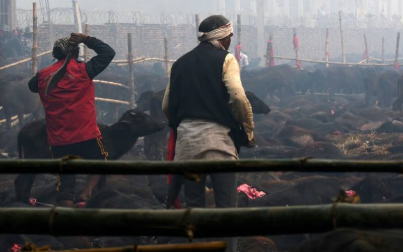 Nepal's mass animal slaughter begins despite outcry