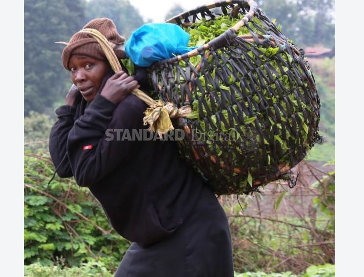 No party for tea farmers in bonus payout