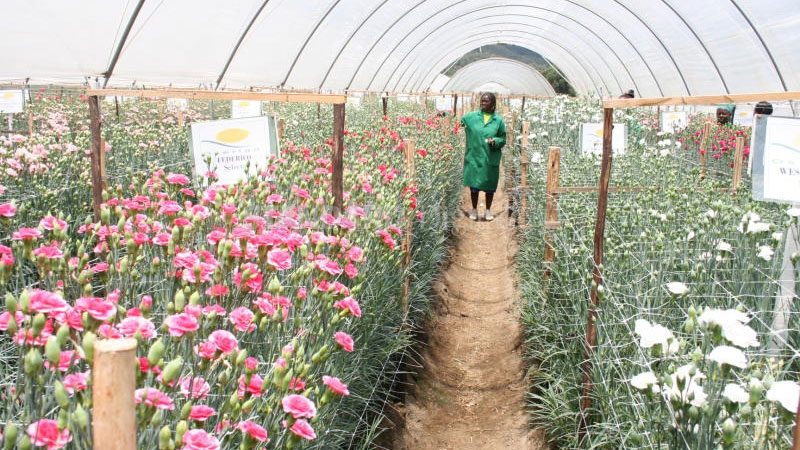 Oserian: Here are the facts on the situation in our flower farms