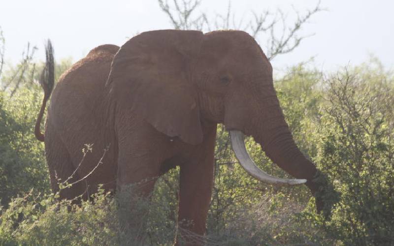 Poachers to serve five years in jail for illegally having tusks The