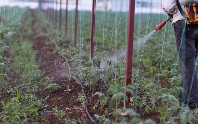 Proposed ban on pesticides puts Sh113b horticulture earnings at risk