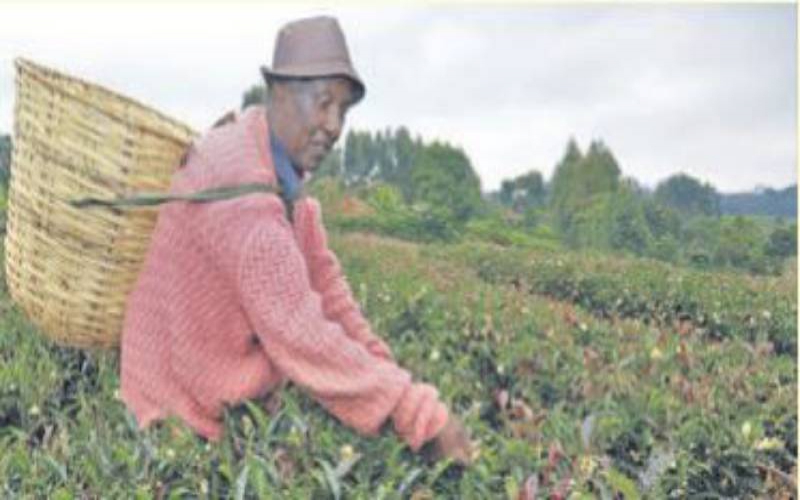 Purple tea processor seeks investors - FarmKenya Initiative