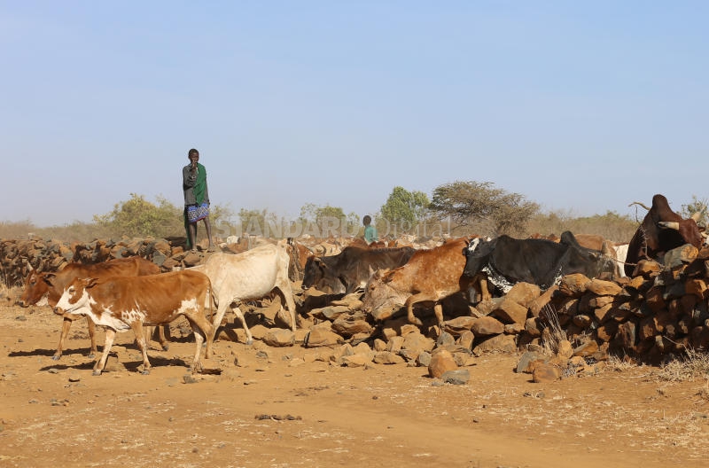 Raiders attack Lokori in Turkana, steal unknown number of livestock