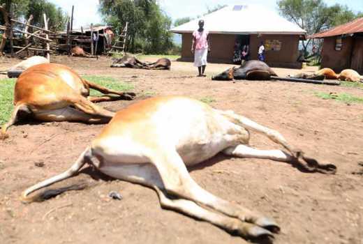 Shock as 150 cows die in Kisumu