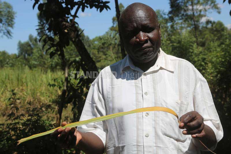 Sugarcane farmers stare at losses as pests attack crop - The Standard