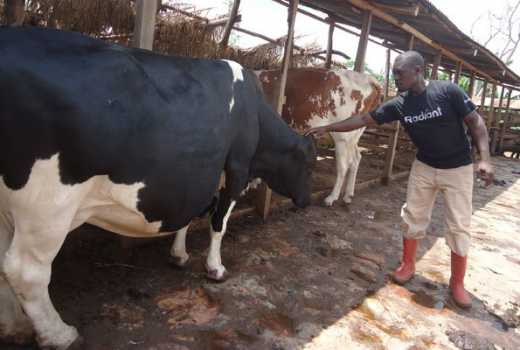 Tap into potential of livestock sub-sector to boost economy