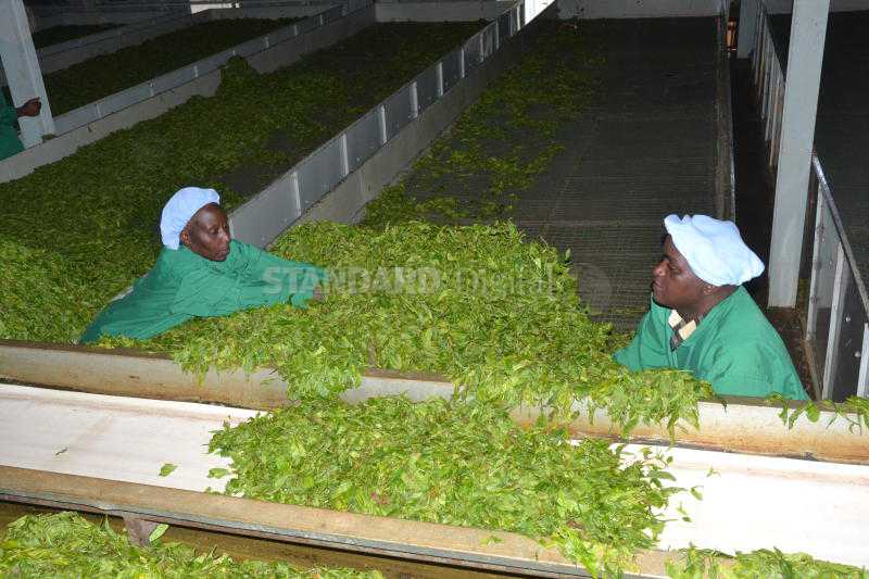 Tea farmers could face upto Sh 5billion losses due to ban