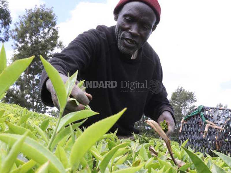 Tea farmers to earn mini-bonus by April