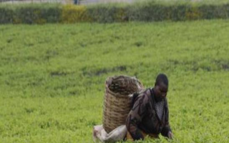Tea output drops 8.5 per cent in first nine months of the year