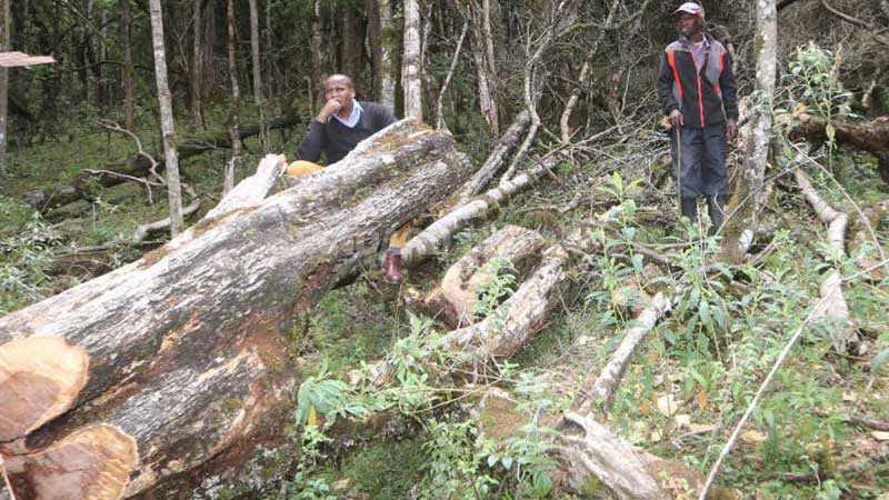 Timber worth billions rotting in yards