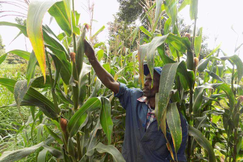 Tribulations of maize farmers - a symptom of industrial agriculture failing