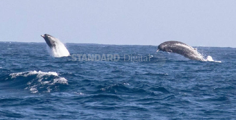 Whale migration stirs Watamu