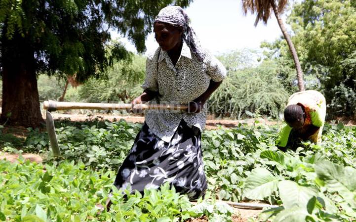 Women surest bet in quest for food security