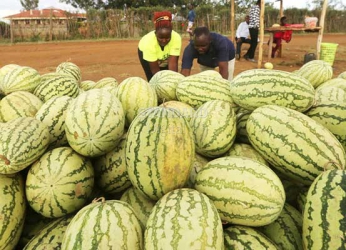 Watermelons rot as farmers desperately wait for buyers